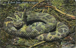 A Rattle Snake Showing Its Rattlers Postcard