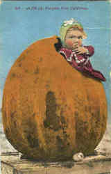 4230 Lb. Pumpkin From California Postcard