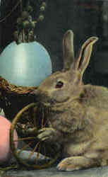 Easter Bunny Postcard