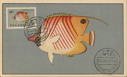 Chaeton Auriga (Forskal) Fish Postcard Postcard