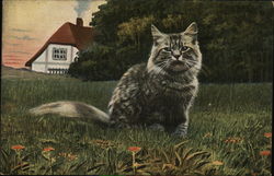 Cat Postcard