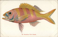 Hawaiian Fish Ulaula Postcard