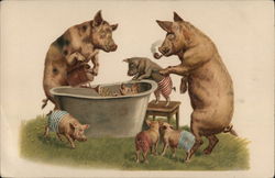 Piglets having a bath Pigs Postcard Postcard Postcard