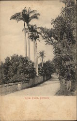 Royal Palms Hamilton, Bermuda Postcard Postcard