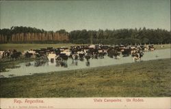 Country View Argentina Postcard Postcard