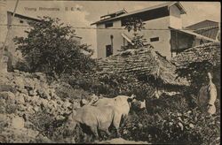 Young Rhinocerus, B.E.A. Postcard