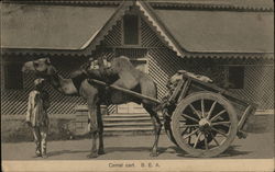 Camel cart B.E.A. Mombasa, Kenya Africa Postcard Postcard