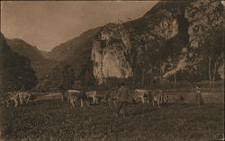 Italian Farmers Tending a Herd Postcard Postcard