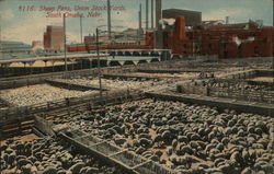 Sheep Pens, Union Stock Yards Postcard