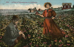 A Field of Strawberries in California Postcard