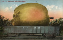 A Mammoth Belleflower Apple. Postcard