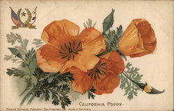 California Poppy Postcard Postcard Postcard