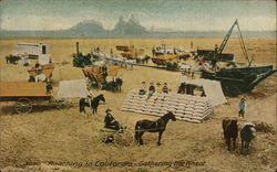 Ranching in California - Gathering the Wheat Postcard Postcard Postcard