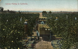 Lemon Picking in California Postcard