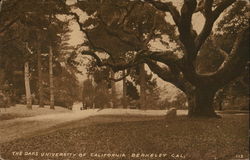 The Oaks, University of California Postcard