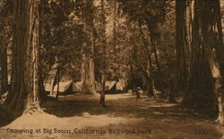 Camping at Big Basin, California Redwood Park Postcard