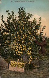 Picking Lemons in California Postcard Postcard Postcard