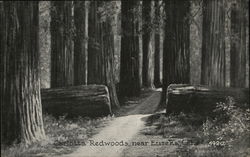 Carlotta Redwoods Postcard