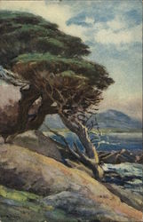 Cypress Trees of 17-Mile Drive Postcard