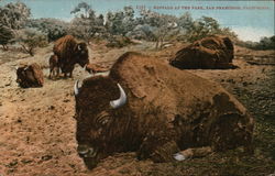 Buffalo at the Park Postcard