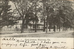 Plant Avenue Postcard