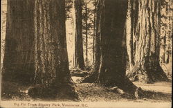 Big Fir Trees, Stanley Park Postcard