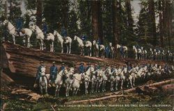 U.S. Cavalry on Fallen Monarch Postcard