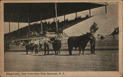 Prize Cattle, New York State Fair Syracuse, NY Postcard Postcard Postcard