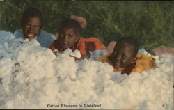 Cotton Blossoms in Dixieland Postcard