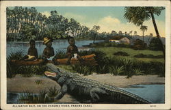 Alligator Bait, on the Cargres River Postcard