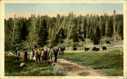 Tourists And Bears, Yellowstone Park Postcard