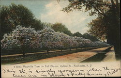 Magnolia Trees in Full Bloom, Oxford Street Postcard