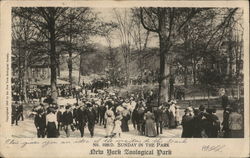 Sunday in New York Zoological Park Bronx, NY Postcard Postcard Postcard