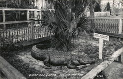 A Giant Alligator Postcard