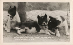 Eskimo Pups at Ed Clark's Eskimo Sled Dog Ranch Postcard