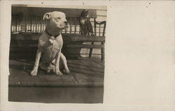 Dog and Cat on Porch Dogs Postcard Postcard Postcard