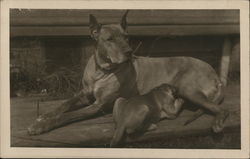 Large Dog and Puppy Postcard