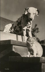 Dalmation and Cat Dogs Postcard Postcard Postcard