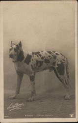 Arago, Champion Great Dane Dogs Postcard Postcard Postcard