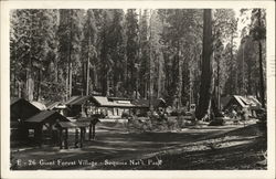 Giant Forest Village - Sequoia Nat'l. Park Postcard