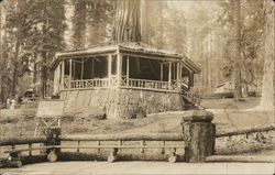 The Lodge In the Big Trees, Built around Redwood Yosemite National Park Postcard Postcard Postcard