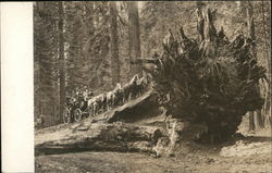 Stagecoach on Giant Redwood Postcard