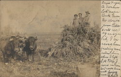 Farmers Clearing Land with Oxen Farming Postcard Postcard Postcard