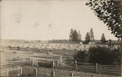 Harvested Wheat Field, Mr. Alton's Ranch Postcard