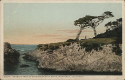 Ostrich Tree on Seventeen Mile Drive Monterey, CA Postcard Postcard Postcard