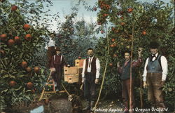 Picking Apples in an Oregon Orchard Postcard