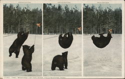 The "Meating" of the Bear, Yellowstone Park Yellowstone National Park Postcard Postcard Postcard