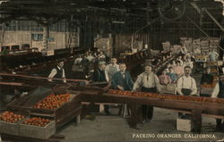 Packing Oranges Postcard