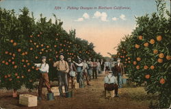 Picking Oranges in Northern California Postcard