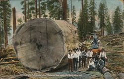 Section of California Giant Redwood Tree Postcard